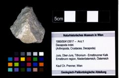 Foto (Objekt + Etikett) von Decapoda indet.  (NHMW-GEO-1990-0041-2617)